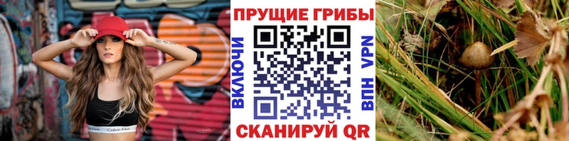 OMG сайт  Александров  Галлюциногенные грибы ЛСД  купить  